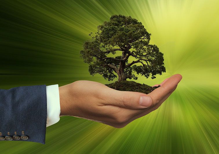 Hand of a man, holding a big tree, symbolizing sustainability